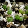 Mammillaria_ grusonii _WH14a _06